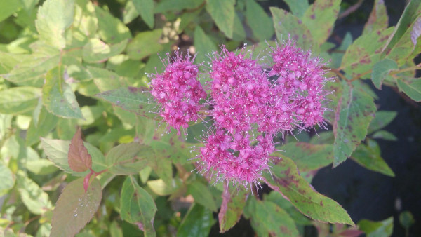 Spiraea japonica Froebelii